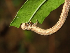 Pseudocoremia suavis