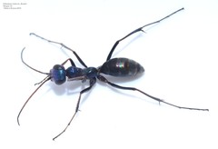 Iridomimus violaceus