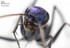 Iridomimus violaceus