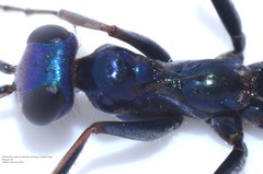 Iridomimus violaceus