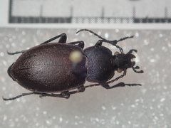 Carabus convexus dilatatus