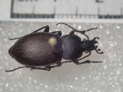 Carabus convexus dilatatus