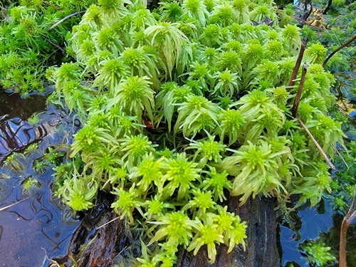 Image of Sphagnum recurvum by no rights reserved