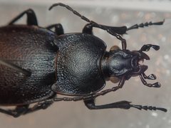 Carabus convexus dilatatus