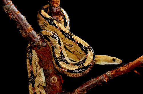 Trans-pecos Ratsnake, Bogertophis subocularis