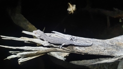 Strophurus intermedius