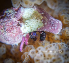 Calcinus haigae