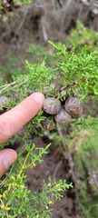 Cupressus goveniana