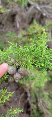 Cupressus goveniana