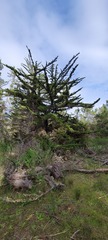 Cupressus goveniana