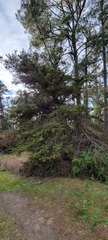 Cupressus goveniana