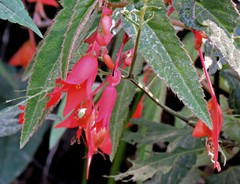 Begonia boliviensis