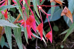 Begonia boliviensis