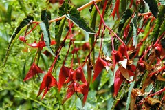 Begonia boliviensis