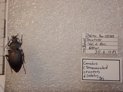 Carabus convexus dilatatus