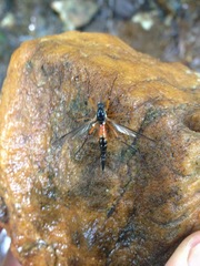 Tanyptera