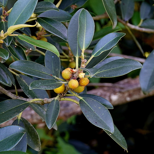 Image of Ficus obliqua by (c) Max Campbell, some rights reserved (CC BY)