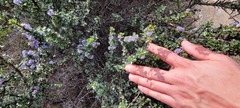 Ceanothus rigidus