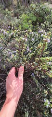 Ceanothus rigidus