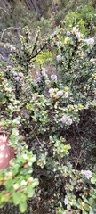 Ceanothus rigidus
