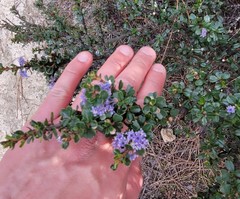 Ceanothus rigidus