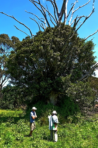 Ficus obliqua