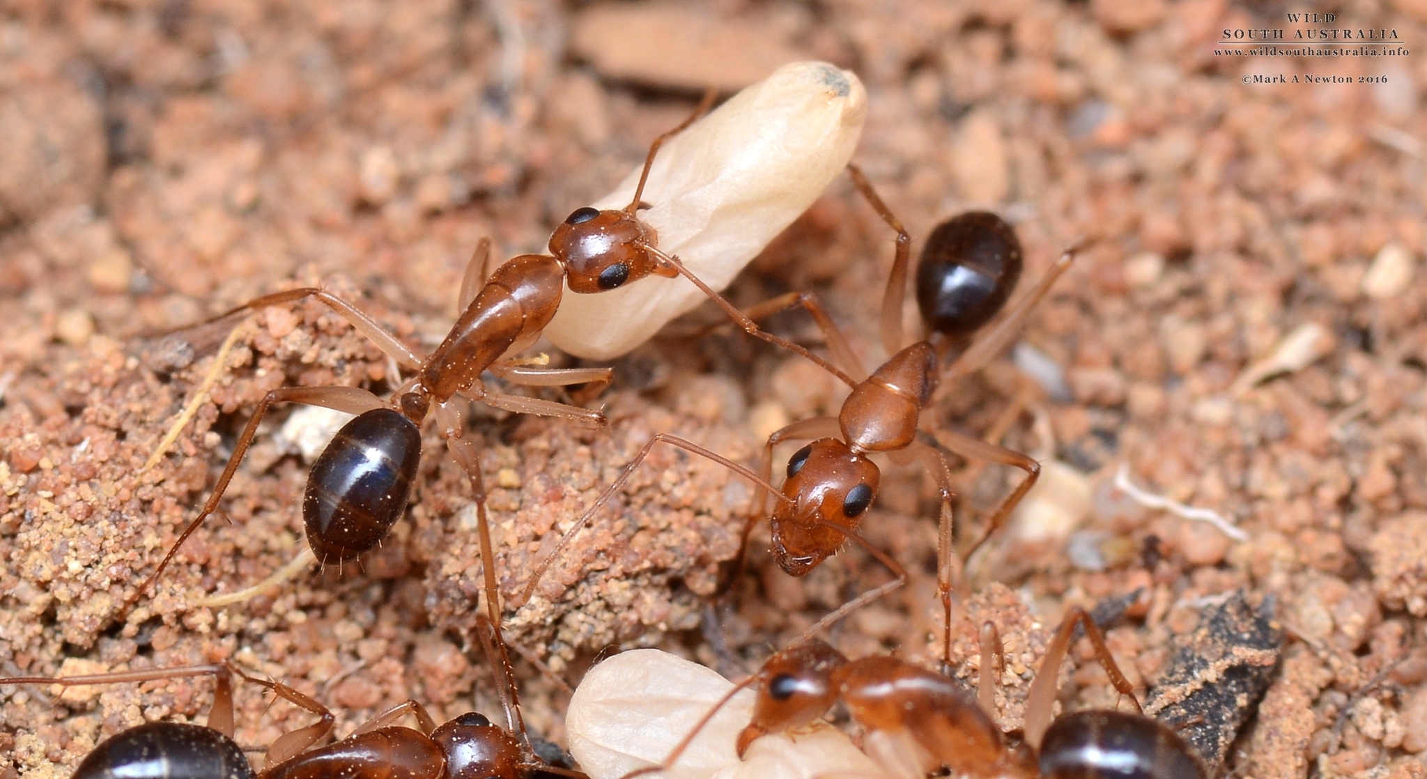 Camponotus gibbinotus