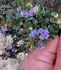 Ceanothus rigidus