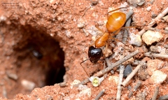 Camponotus loweryi