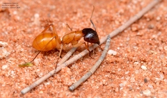 Camponotus loweryi