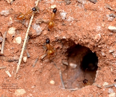 Camponotus loweryi