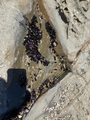 Brachidontes rostratus