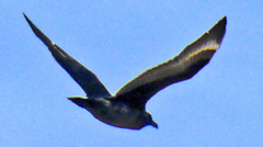 Stercorarius antarcticus