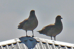 Stercorarius antarcticus