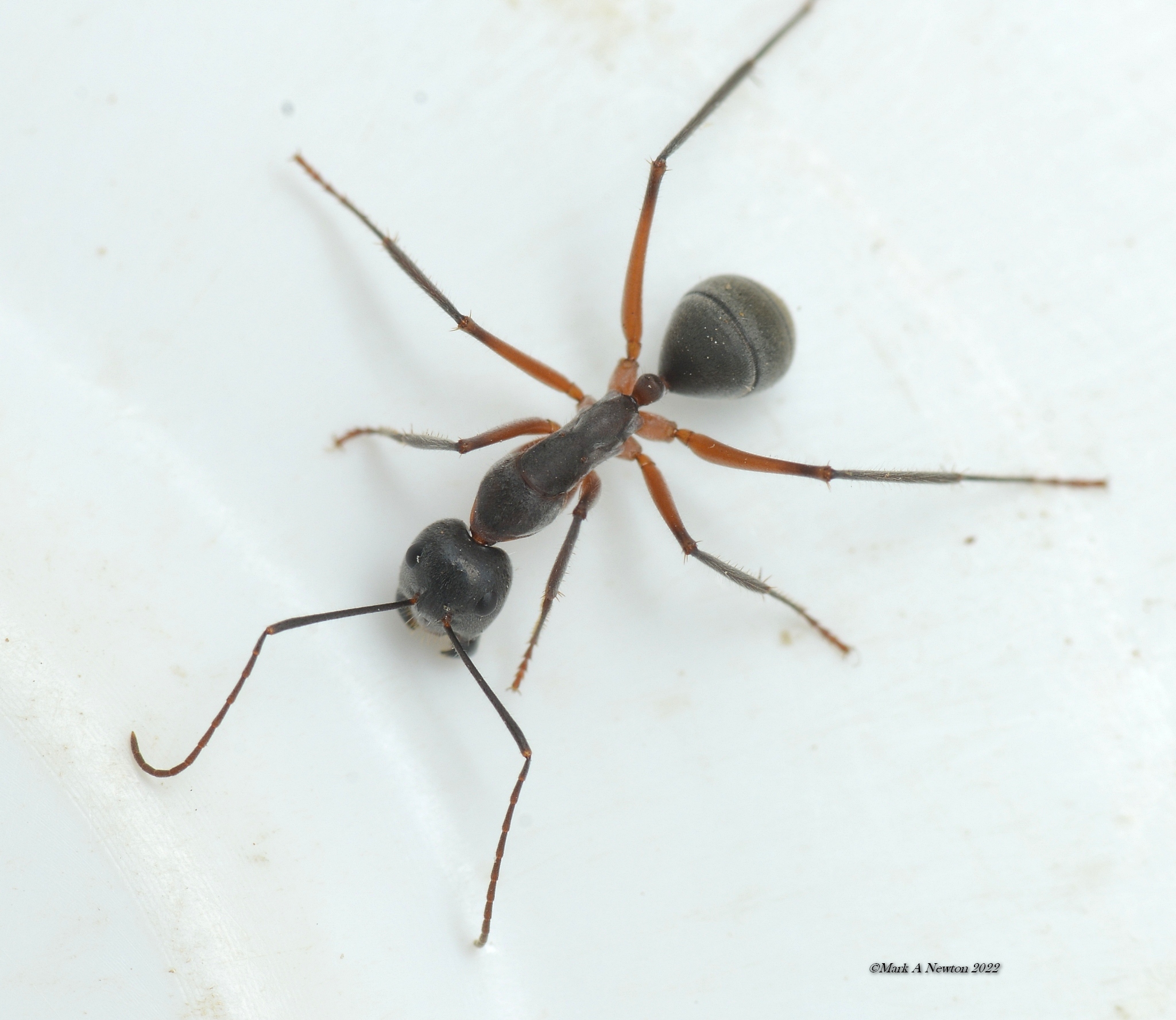 Camponotus gouldianus