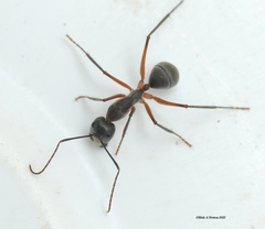 Camponotus ephippium narses