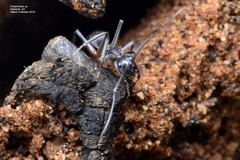 Camponotus ephippium narses