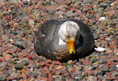Tachyeres leucocephalus