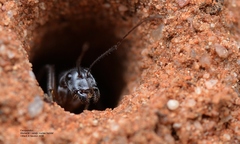 Camponotus ephippium narses