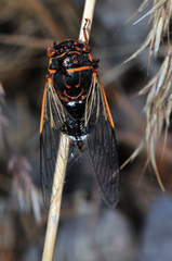 Diceroprocta cinctifera