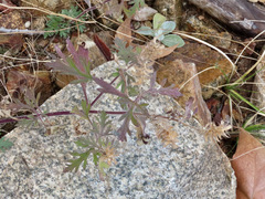 Glandularia chiricahensis