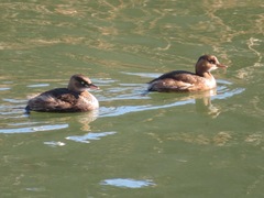 Tachybaptus ruficollis