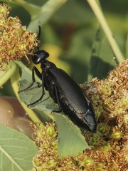 Linsleya sphaericollis