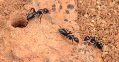 Camponotus nigroaeneus