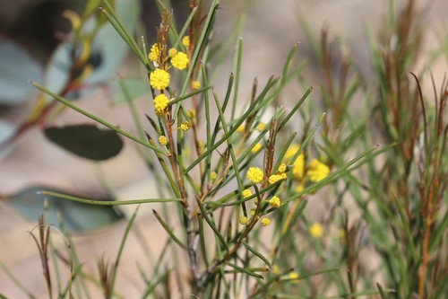 Acacia fragilis