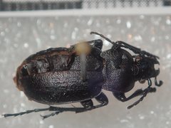 Carabus convexus dilatatus