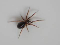Microneta viaria