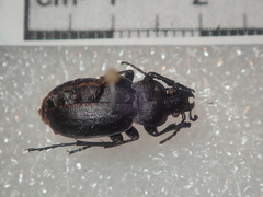 Carabus convexus dilatatus