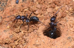 Camponotus nigroaeneus
