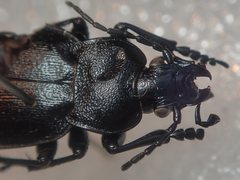 Carabus convexus dilatatus
